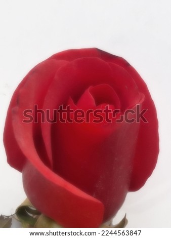 red rose close up blur and defocus image