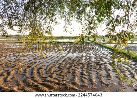 rain and flood disaster in pakistan Royalty-Free Stock Photo #2244574043