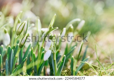Spring snowdrops flower. Early spring close-up flowers. Royalty-Free Stock Photo #2244584077