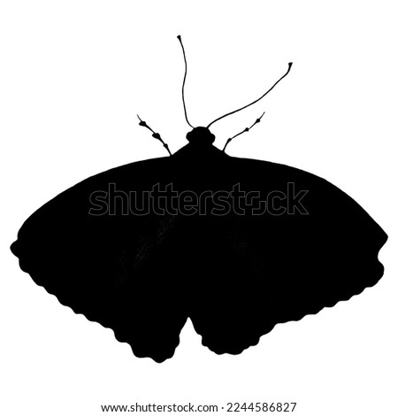 Hand Drawn Black Butterfly Silhouette Isolated on White Background. Butterfly Illustration Drawn by Pencil. Hand Drawn Moth Clipart.
