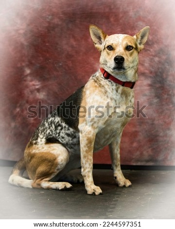 Short haired chihuahua isolated on a red background, red wall