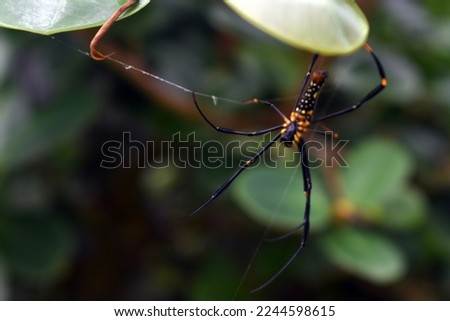 Beautiful spider in natural habitat