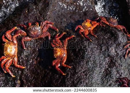 Red crabs sitting on a rock in the Galapagos Islands, Equador