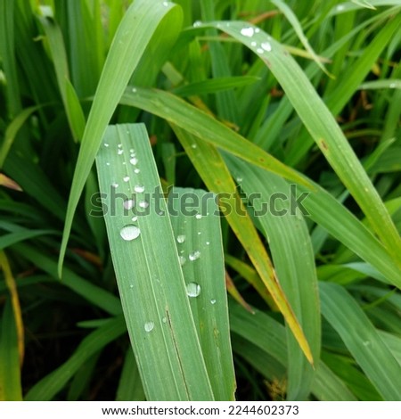 water drops on the leaves

