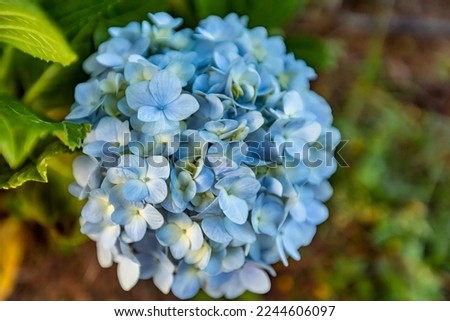 THE WHITE-BLUE FLOWER CALLES HYDRANGEA, DA LAT, VIETNAM