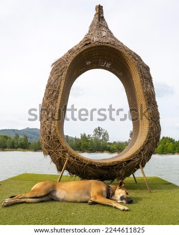 Straw photo zone on the lake, Sleepy stray dog