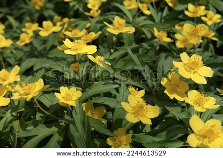  First flowers in springtime: Eranthis hyemalis. Eranthis hyemalis is a plant found in Europe, which belongs to the family Ranunculaceae. The plant is small, it has large, yellow, cup-shaped flowers.