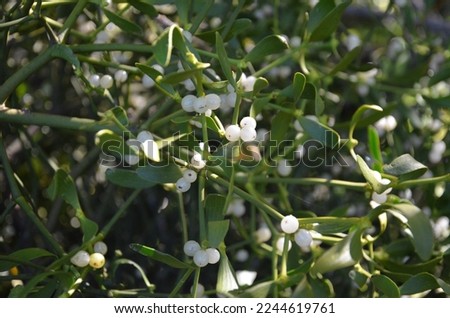 Mistletoe - a shrub called white mistletoe (Víscum álbum) - attaches itself to the branches of the host plant and receives water and mineral nutrition from it.