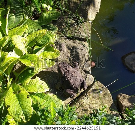 A large gray toad is hiding on a stone of a similar color on the shore of the lake