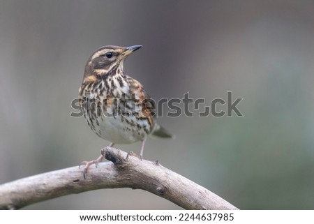 Redwing Turdus illiacus perched on a branch in close view