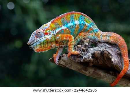 Beautiful of panther chameleon catches prey with its tongue, Chameleon panther on wood, chameleon panther closeup with natural background