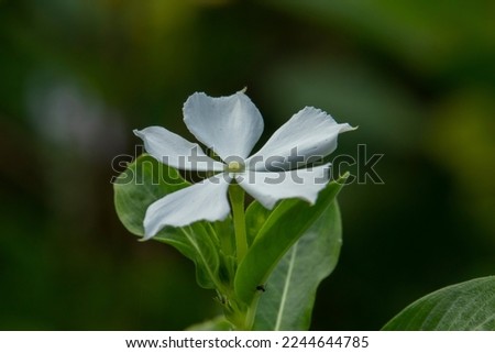 White periwinkle flower green leaves on blurred background