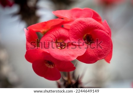 Red flower of Euphorbia milii