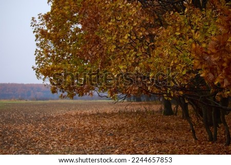 beautiful landscape with trees in autumn