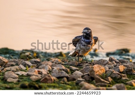 Citrine Wagtail standing proudly and watching on its territory Royalty-Free Stock Photo #2244659923
