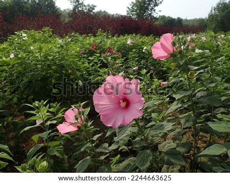 Vibrant flowers under sunlight, high-definition picture