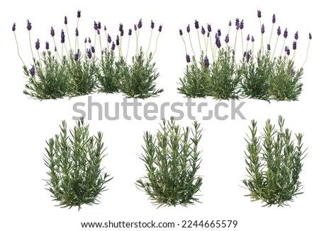 3D render grass and flowers on white background