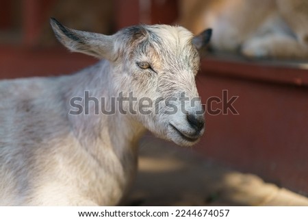 Portrait of Angora goat. The Angora or Ankara is a Turkish breed of domesticated goat. Animal looks at camera. Animals theme