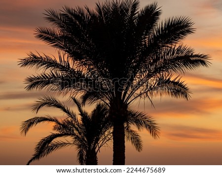 palm leaves on the background of the sunset in the sky