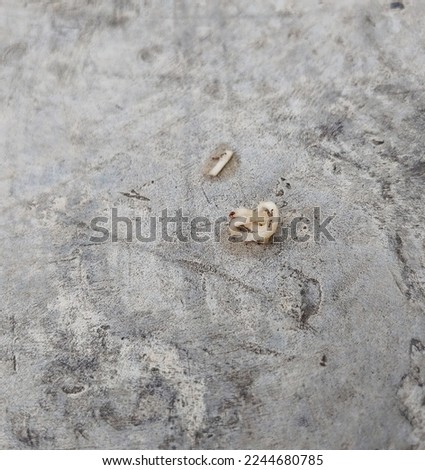 colony of ants eat the leftovers of food on a cement background. insects are looking for food to survive. copy space 