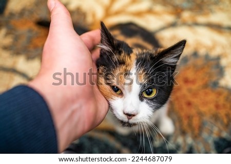 a three-colored cat caresses the hand. Royalty-Free Stock Photo #2244687079