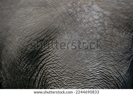 The texture of the skin of an Indian elephant close-up. Elephant skin texture background. Copy space.