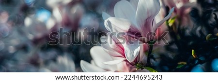 Beautiful Light Pink Magnolia Tree with Blooming Flowers during Springtime in English Garden, UK. Spring floral banner background