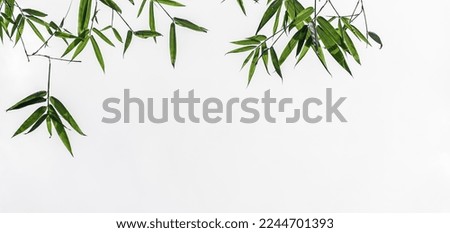 Bamboo leaves on white background well editing text present on free space 