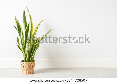 Snake Plant,Sansevieria trifasciata in pot isolated on white wall.House plant decor living room.