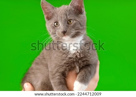 Small Cat Laying on Owner Hand Isolated on Green Screen Background. Caressing Baby Cat while he is Sitting. Human Host Stroking Kitten on Chroma Key. Little kitty funny video. Pet Friendship. Close Up