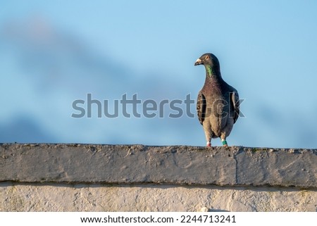 Pigeon bird sitting on a concrete wall looking pretty
