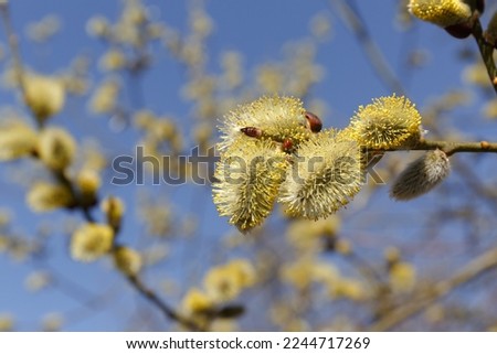 Willow (Salix caprea) branch with coats, fluffy willow flowers. Easter. Palm Sunday. Goat Willow (Salix caprea) in park, Willow (Salix caprea) branches with buds blossoming Royalty-Free Stock Photo #2244717269