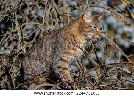 Outdoor portrait of a tabby cat with green eyes 