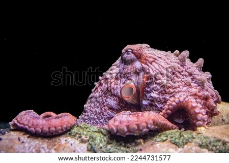 octopus at the bottom of the ocean