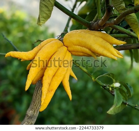 Buddha's hand fruit (hand open), an ornamental citrus with stunning hand-shaped fruit. The fruit is yellow and peculiar in that there is no flesh or seeds. The picture was shot in Germany.
