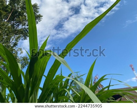 Beautiful blue sky and white clouds a green leaves