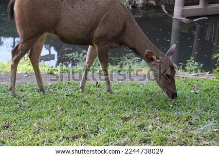 Picture photo of  Only Deer walk eat green grass  near stream area 
 at Khao Yai National park .  