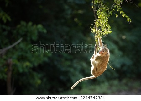 Portrait one monkey or Macaca is dangling, looking like Tarzan on a branch. It's cute, fun, about to fall from the tree. Khao Ngu Stone Park, Ratchaburi, Thailand. Free space for text input Royalty-Free Stock Photo #2244742381