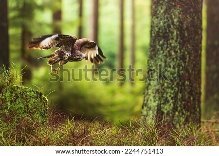 female common buzzard (Buteo buteo) flying through the forest Royalty-Free Stock Photo #2244751413