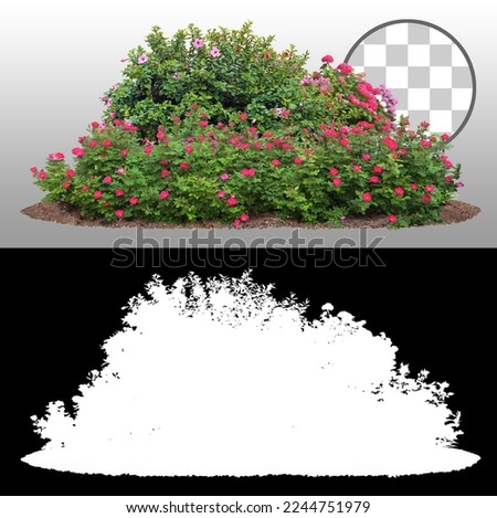 Cutout flowerbed. Plants and red flowers isolated on transparent background via an alpha channel. Flower bed for garden design. Luxurious foliage of green bushes and shrubs. Red roses. Royalty-Free Stock Photo #2244751979