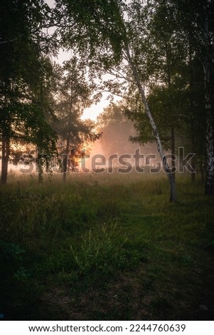 landscape morning in the forest at sunrise