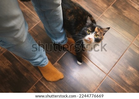 Domestic life with pet. Playful cat welcome his owner at home.  
 Royalty-Free Stock Photo #2244776669