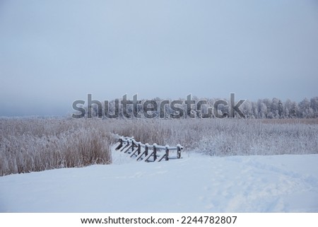 Wooden trail through the reed thickest on the lake covered with white fluffy snow on a wonderful winter day. High quality photo