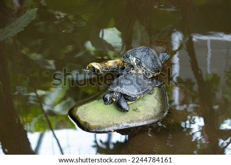 two river turtles on rock