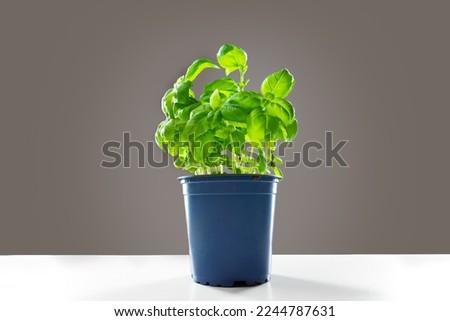 pot of sweet basil bush and plants on table ready to use for italian dishes, eat or decorate vegetable food or meal while being healthy and herbal with spice and delicious  falvor and sweet aroma