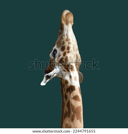 Giraffe head standing towards the sky on a solid grey background.