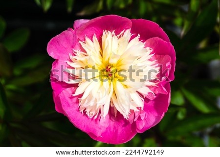 Stuffed peony with pink white and yellow coloured blossom. Beautiful colourful flower in top view.