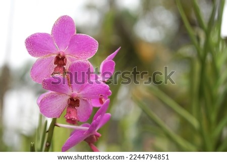 Orchid on selective focus, foreground and blurry background