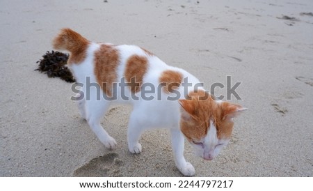 cats on the beach. a typical Indonesian local cats.
