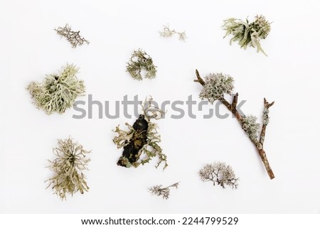 Set of fishnet lichen, Cladonia boryi, lichen on white background Royalty-Free Stock Photo #2244799529